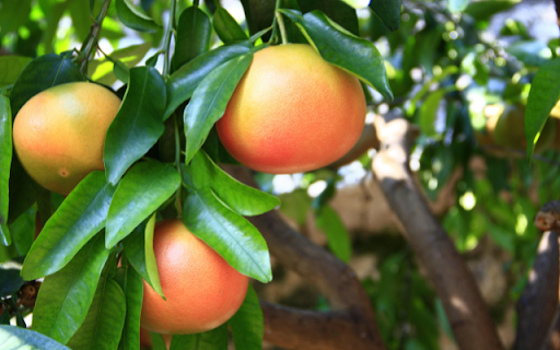 Grapefruit Tree from Chrome web store to be run with OffiDocs Chromium online Grapefruit Tree from Chrome web store to be run with OffiDocs Chromium online