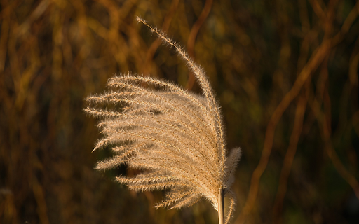 Grass flying in the sun from Chrome web store to be run with OffiDocs Chromium online Grass flying in the sun from Chrome web store to be run with OffiDocs Chromium online