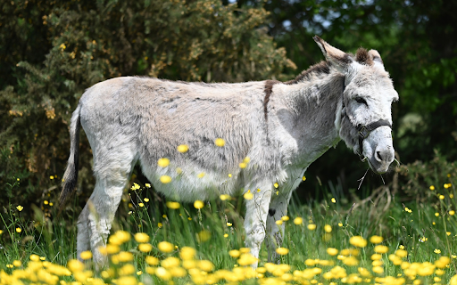 Gray and White Donkey from Chrome web store to be run with OffiDocs Chromium online Gray and White Donkey from Chrome web store to be run with OffiDocs Chromium online