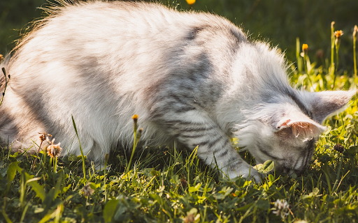 Gray cat eats grass from Chrome web store to be run with OffiDocs Chromium online Gray cat eats grass from Chrome web store to be run with OffiDocs Chromium online