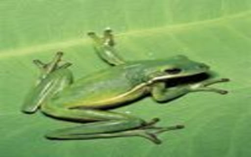 green frog wallpaper from Chrome web store to be run with OffiDocs Chromium online green frog wallpaper from Chrome web store to be run with OffiDocs Chromium online