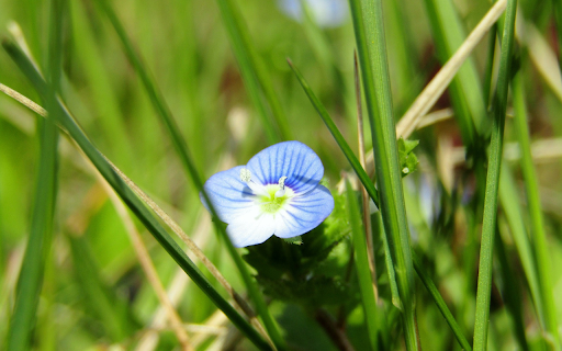 Green grass flowers from Chrome web store to be run with OffiDocs Chromium online Green grass flowers from Chrome web store to be run with OffiDocs Chromium online