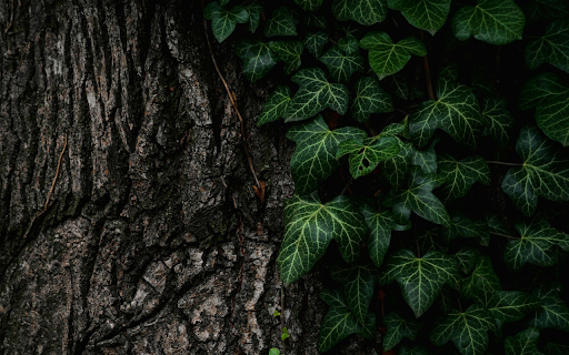 Green leaves at the base of the tree from Chrome web store to be run with OffiDocs Chromium online Green leaves at the base of the tree from Chrome web store to be run with OffiDocs Chromium online