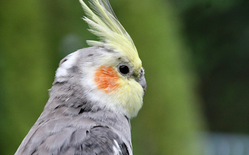 Grey Parrot from Chrome web store to be run with OffiDocs Chromium online Grey Parrot from Chrome web store to be run with OffiDocs Chromium online