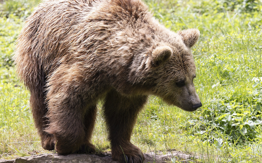Grizzly bear on the rock from Chrome web store to be run with OffiDocs Chromium online Grizzly bear on the rock from Chrome web store to be run with OffiDocs Chromium online