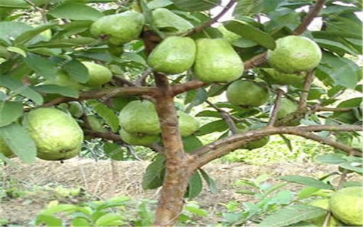 guava tree wallpaper from Chrome web store to be run with OffiDocs Chromium online guava tree wallpaper from Chrome web store to be run with OffiDocs Chromium online
