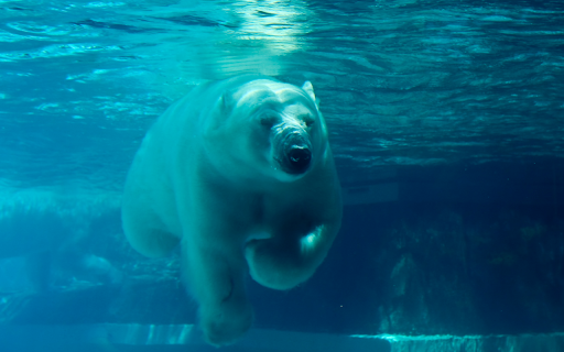 Gấu bắc cực from Chrome web store to be run with OffiDocs Chromium online Gấu bắc cực from Chrome web store to be run with OffiDocs Chromium online