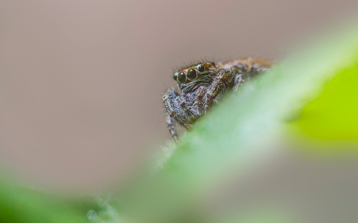 Hairy Spider from Chrome web store to be run with OffiDocs Chromium online Hairy Spider from Chrome web store to be run with OffiDocs Chromium online