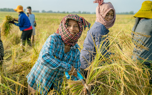 Harvesting rice from Chrome web store to be run with OffiDocs Chromium online Harvesting rice from Chrome web store to be run with OffiDocs Chromium online