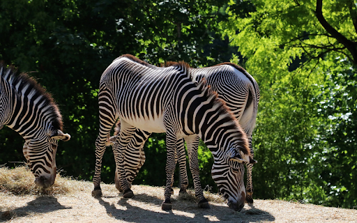 Healthy zebras from Chrome web store to be run with OffiDocs Chromium online Healthy zebras from Chrome web store to be run with OffiDocs Chromium online