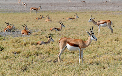 Herd of antelopes and grasslands from Chrome web store to be run with OffiDocs Chromium online Herd of antelopes and grasslands from Chrome web store to be run with OffiDocs Chromium online