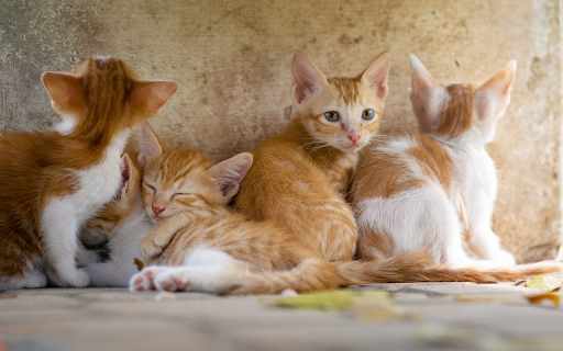 Herd of kittens from Chrome web store to be run with OffiDocs Chromium online Herd of kittens from Chrome web store to be run with OffiDocs Chromium online
