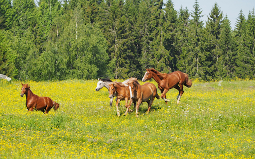 Horses in the middle of the flower forest from Chrome web store to be run with OffiDocs Chromium online Horses in the middle of the flower forest from Chrome web store to be run with OffiDocs Chromium online