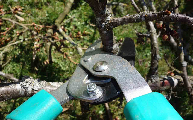 How and When to Prune from Chrome web store to be run with OffiDocs Chromium online How and When to Prune from Chrome web store to be run with OffiDocs Chromium online