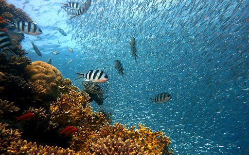 Huge school of fish from Chrome web store to be run with OffiDocs Chromium online Huge school of fish from Chrome web store to be run with OffiDocs Chromium online