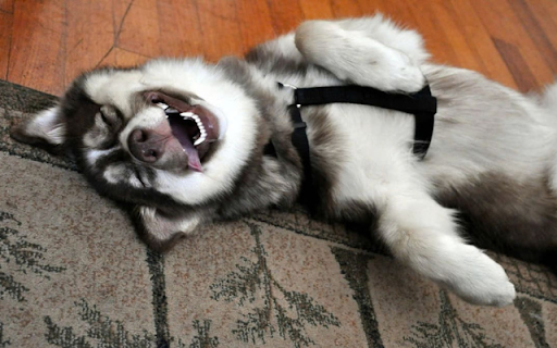 Husky: The Energetic and Playful Snow Dog from Chrome web store to be run with OffiDocs Chromium online Husky: The Energetic and Playful Snow Dog from Chrome web store to be run with OffiDocs Chromium online