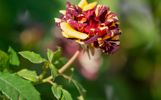 Hybrid roses from Chrome web store to be run with OffiDocs Chromium online Hybrid roses from Chrome web store to be run with OffiDocs Chromium online