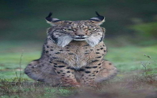 Iberian Lynx Wallpaper from Chrome web store to be run with OffiDocs Chromium online Iberian Lynx Wallpaper from Chrome web store to be run with OffiDocs Chromium online