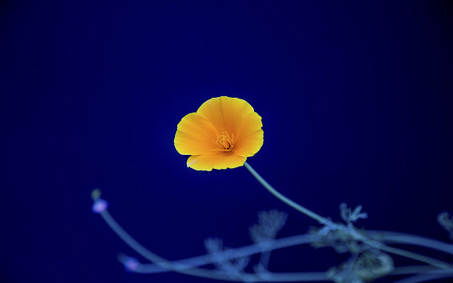 Icelandic Poppy from Chrome web store to be run with OffiDocs Chromium online Icelandic Poppy from Chrome web store to be run with OffiDocs Chromium online