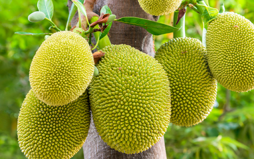 Jackfruit Tree from Chrome web store to be run with OffiDocs Chromium online Jackfruit Tree from Chrome web store to be run with OffiDocs Chromium online