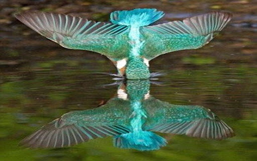 kingfisher wallpaper catching prey from Chrome web store to be run with OffiDocs Chromium online kingfisher wallpaper catching prey from Chrome web store to be run with OffiDocs Chromium online