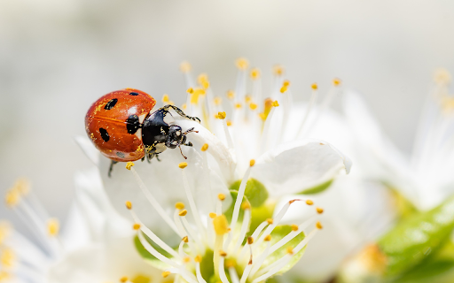 Ladybugs eat pollen from Chrome web store to be run with OffiDocs Chromium online Ladybugs eat pollen from Chrome web store to be run with OffiDocs Chromium online