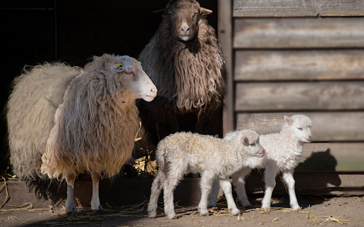 Lamb family from Chrome web store to be run with OffiDocs Chromium online Lamb family from Chrome web store to be run with OffiDocs Chromium online