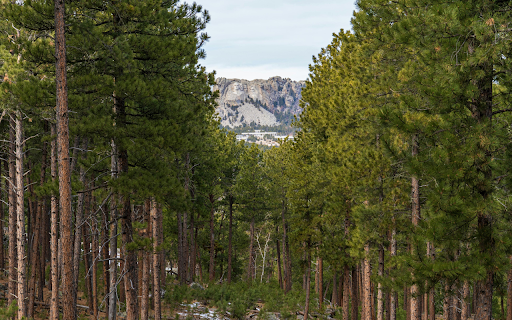 Landscape Photography of a Forest from Chrome web store to be run with OffiDocs Chromium online Landscape Photography of a Forest from Chrome web store to be run with OffiDocs Chromium online
