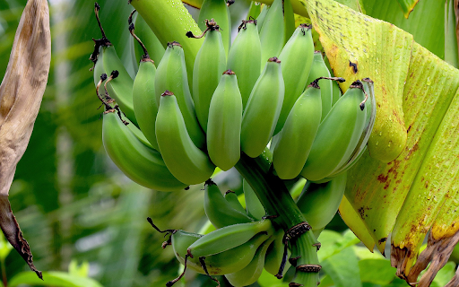 Large bunch of green bananas from Chrome web store to be run with OffiDocs Chromium online Large bunch of green bananas from Chrome web store to be run with OffiDocs Chromium online