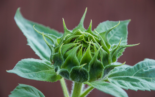 Large Flower Bud from Chrome web store to be run with OffiDocs Chromium online Large Flower Bud from Chrome web store to be run with OffiDocs Chromium online