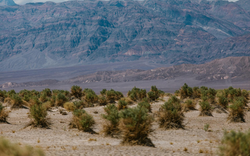 Large Grasses from Chrome web store to be run with OffiDocs Chromium online Large Grasses from Chrome web store to be run with OffiDocs Chromium online