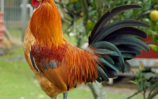 Lead legged chicken from Chrome web store to be run with OffiDocs Chromium online Lead legged chicken from Chrome web store to be run with OffiDocs Chromium online