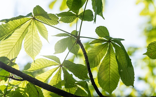 LEAF Theme from Chrome web store to be run with OffiDocs Chromium online LEAF Theme from Chrome web store to be run with OffiDocs Chromium online
