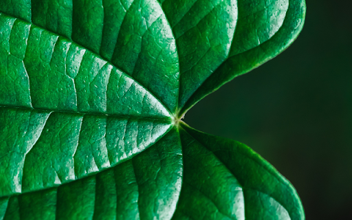 Leaf Vein Theme from Chrome web store to be run with OffiDocs Chromium online Leaf Vein Theme from Chrome web store to be run with OffiDocs Chromium online