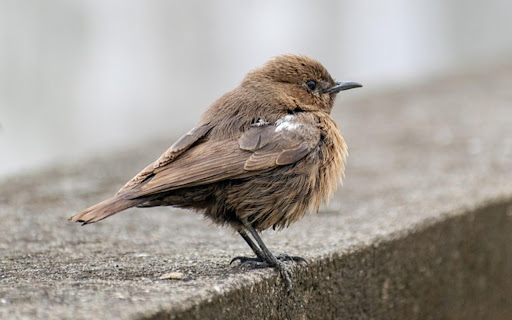 LITTLE BIRD THEME from Chrome web store to be run with OffiDocs Chromium online LITTLE BIRD THEME from Chrome web store to be run with OffiDocs Chromium online