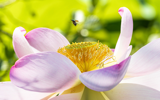 Lotus and small dais from Chrome web store to be run with OffiDocs Chromium online Lotus and small dais from Chrome web store to be run with OffiDocs Chromium online