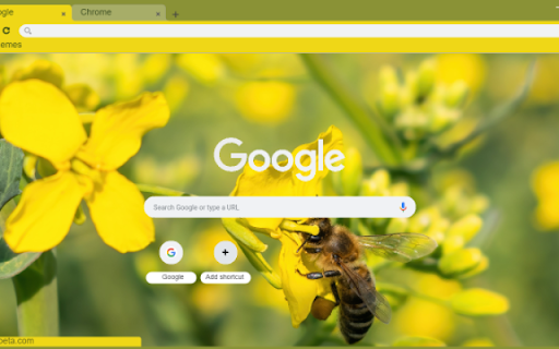 Macro Honey Bee on Flower from Chrome web store to be run with OffiDocs Chromium online Macro Honey Bee on Flower from Chrome web store to be run with OffiDocs Chromium online