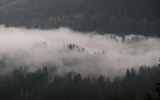 Misty Forest Landscape with Dense Fog from Chrome web store to be run with OffiDocs Chromium online Misty Forest Landscape with Dense Fog from Chrome web store to be run with OffiDocs Chromium online