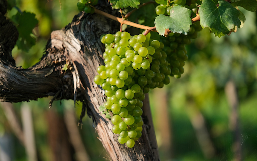 MMany green grapes from Chrome web store to be run with OffiDocs Chromium online MMany green grapes from Chrome web store to be run with OffiDocs Chromium online