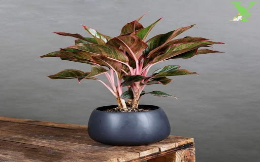 money tree wallpaper from Chrome web store to be run with OffiDocs Chromium online money tree wallpaper from Chrome web store to be run with OffiDocs Chromium online