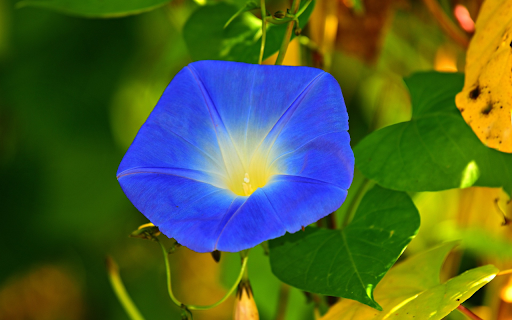 Morning glory flowers from Chrome web store to be run with OffiDocs Chromium online Morning glory flowers from Chrome web store to be run with OffiDocs Chromium online