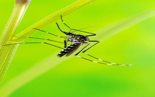 mosquito on tree wallpaper from Chrome web store to be run with OffiDocs Chromium online mosquito on tree wallpaper from Chrome web store to be run with OffiDocs Chromium online