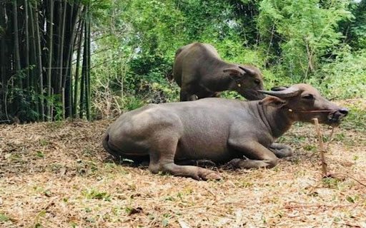mother buffalo and calf wallpaper from Chrome web store to be run with OffiDocs Chromium online mother buffalo and calf wallpaper from Chrome web store to be run with OffiDocs Chromium online