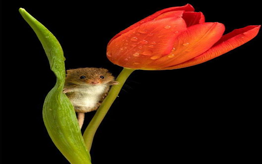 Mouse on red tulips wallpaper from Chrome web store to be run with OffiDocs Chromium online Mouse on red tulips wallpaper from Chrome web store to be run with OffiDocs Chromium online