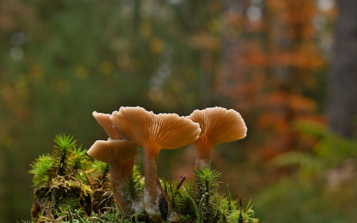Mushroom cluster from Chrome web store to be run with OffiDocs Chromium online Mushroom cluster from Chrome web store to be run with OffiDocs Chromium online