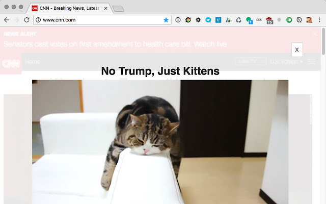 No Trump, Just Kittens from Chrome web store to be run with OffiDocs Chromium online No Trump, Just Kittens from Chrome web store to be run with OffiDocs Chromium online