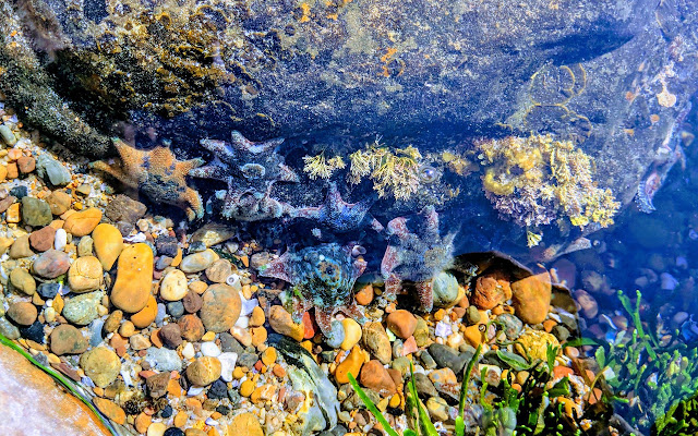 Ocean Mini rock pool from Chrome web store to be run with OffiDocs Chromium online Ocean Mini rock pool from Chrome web store to be run with OffiDocs Chromium online