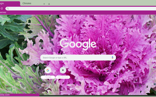 Ornamental Kale from Chrome web store to be run with OffiDocs Chromium online Ornamental Kale from Chrome web store to be run with OffiDocs Chromium online