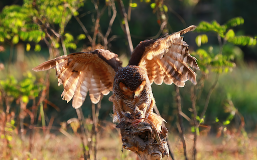 owls catch prey small lizard from Chrome web store to be run with OffiDocs Chromium online owls catch prey small lizard from Chrome web store to be run with OffiDocs Chromium online