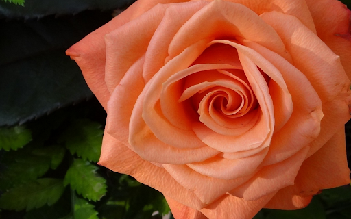 Peach Perfection from Chrome web store to be run with OffiDocs Chromium online Peach Perfection from Chrome web store to be run with OffiDocs Chromium online